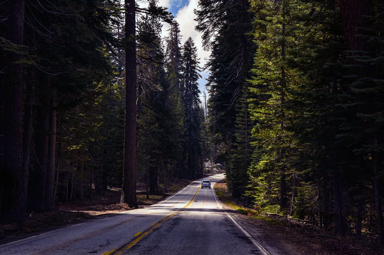 Tegemised A serene road trip through the towering pine forests of California under a clear sky.