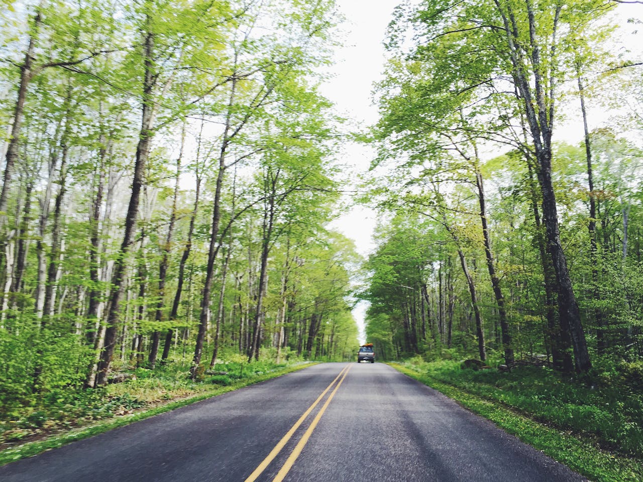 Avaleht A straight road through a lush green forest with a car driving, showcasing nature in spring.